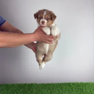 Owczarek astralijski aussie - Beira