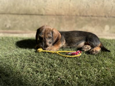 Dachshund - Armani