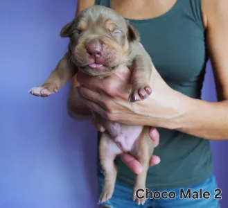 American Bully - XL - Choco Tricolor Male 2