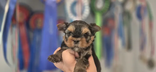 Yorkshire Terrier - Gomez Addams Of Midsummer Nights Miracle 
