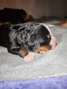 Bernese Mountain Dog - Vilu