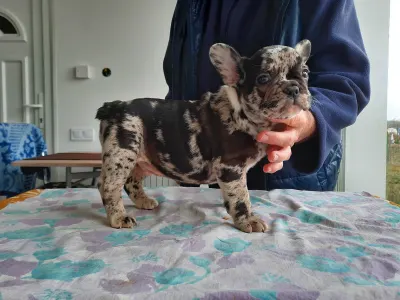 Francia bulldog - Xzavier