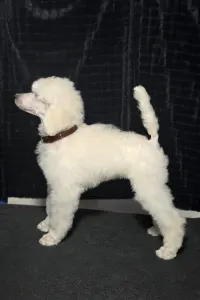 Poodle Standard - Lenon