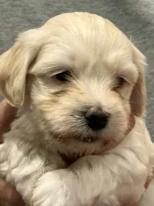 Havanese - Oro De Habana Ugor