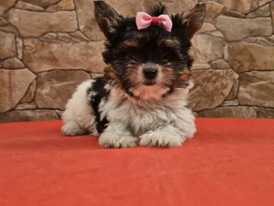 Biewer Terrier - Betty