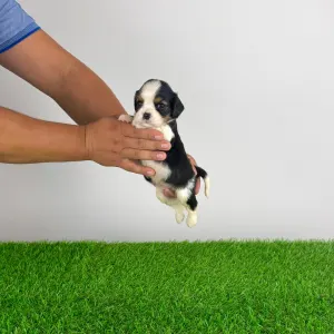 Cavalier King Charles Spaniel - Viotti