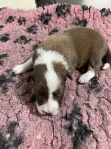 Border Collie - Milka/ Chocolate Sable Szuka