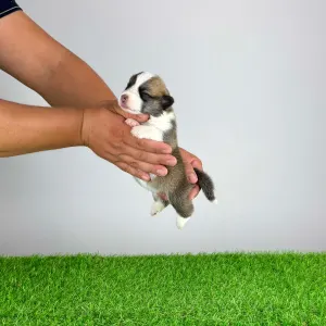 Welsh corgi pembroke - Elilie