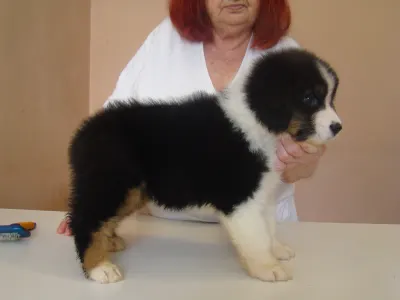 Australian Shepherd - Micike