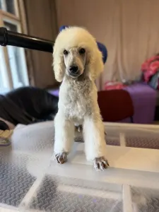 Grosspudel - White Boy