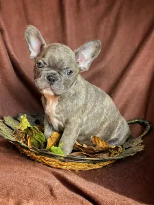 Französische Bulldogge - Noah