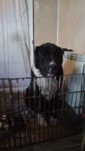 Biewer Terrier - Iz Zamka Larisi