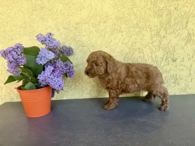 Trpasličí pudl - Hella