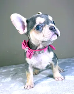 French Bulldog - Amelie