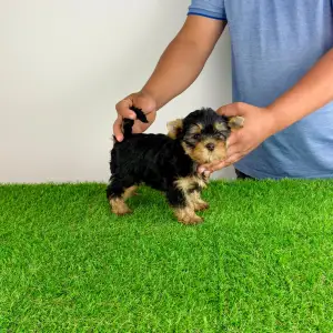 Yorkshire Terrier - Zara