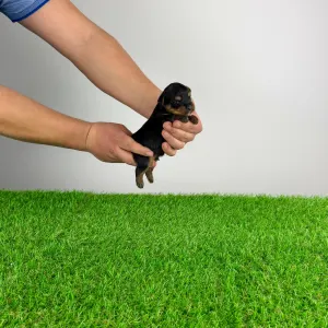 Yorkshire Terrier - Pancho