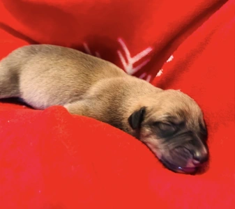 Greyhound - Benji
