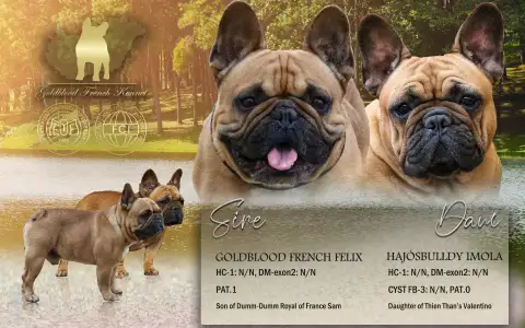 French Bulldog - Aslan
