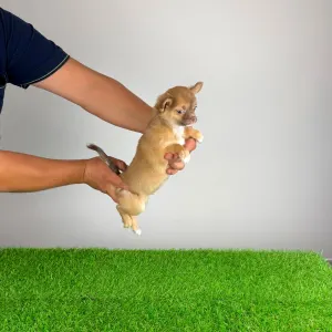 Chihuahua - Kilo