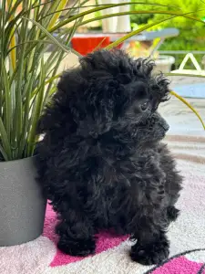 Poodle Toy - Raven