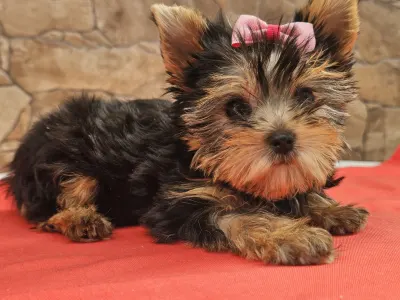 Yorkshire Terrier - Lédy