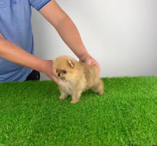 Pomeranian - Vesta