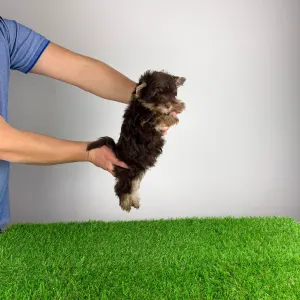 Yorkshire Terrier - Levis