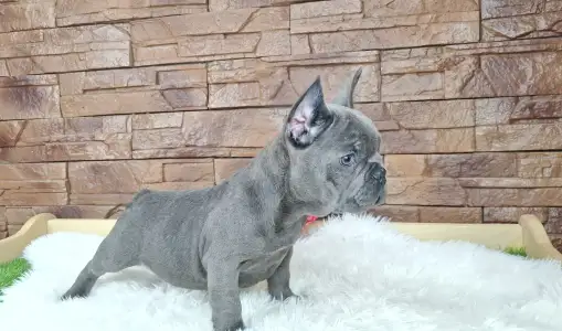 French Bulldog - Victor 