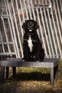 French Water Dog - Enzo