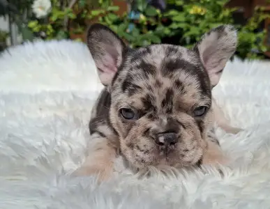 Buldog francuski - Helen 