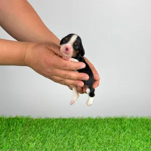 Кавалер кинг-чарльз-спаниель - Milly