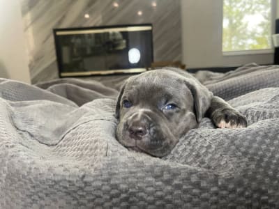 Cane Corso - Phoenix