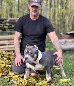 Amerikai Bully - Pocket - M. Platinum Dogs