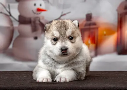 Husky siberian - Purple