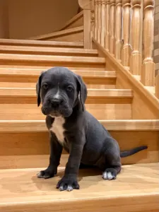 Cane Corso - Ticia