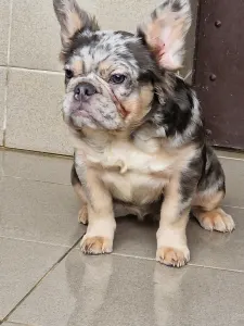 French Bulldog - Drahma