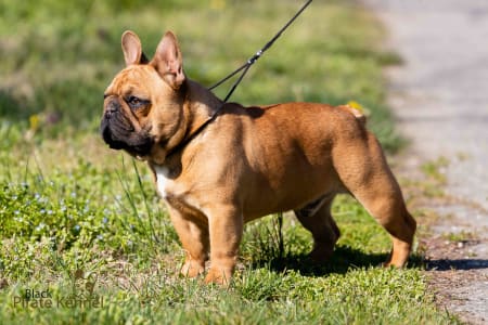 Französische Bulldogge - Black Pirate