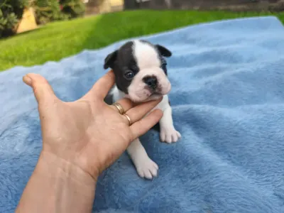 Boston Terrier - Gréty