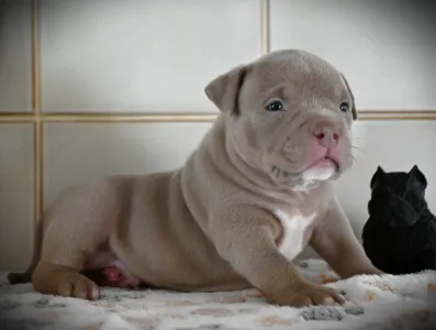 American Bully - Pocket - Treasure