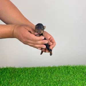 Yorkshire Terrier - Wichtel