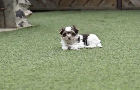 Biewer Yorkshire - Quentin (biro)