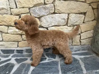 Trpasličí pudl - Cooper