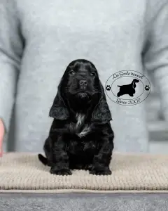Angol Cocker spániel - La Scale