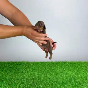 Dachshund - Cubby