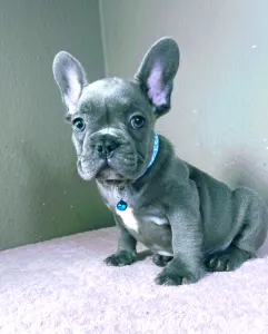 French Bulldog - Martin