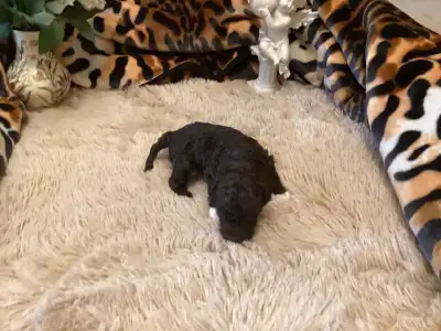 Romagna Water Dog - Bobby