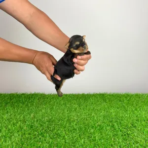 Yorkshire Terrier - Wolke