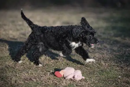 French Water Dog - Enzo