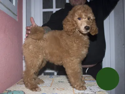 Poodle Standard - Johann Prestige