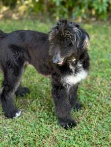 Afghan Hound - Xelina